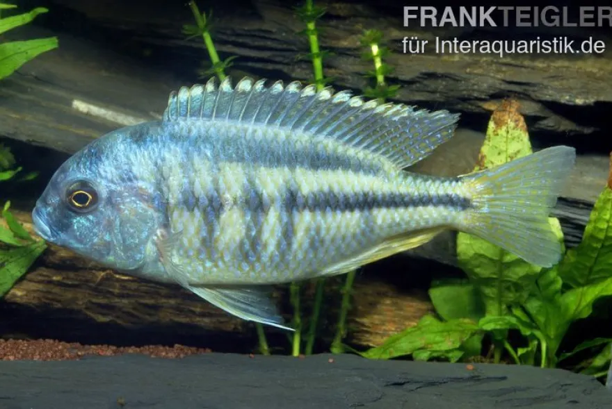 Schneckenfressender Buntbarsch, Chilotialapia rhoadesii, 7-8 cm DNZ