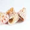 Schneckenhaus Kegel, pink, 3-5 cm, 3 Stück