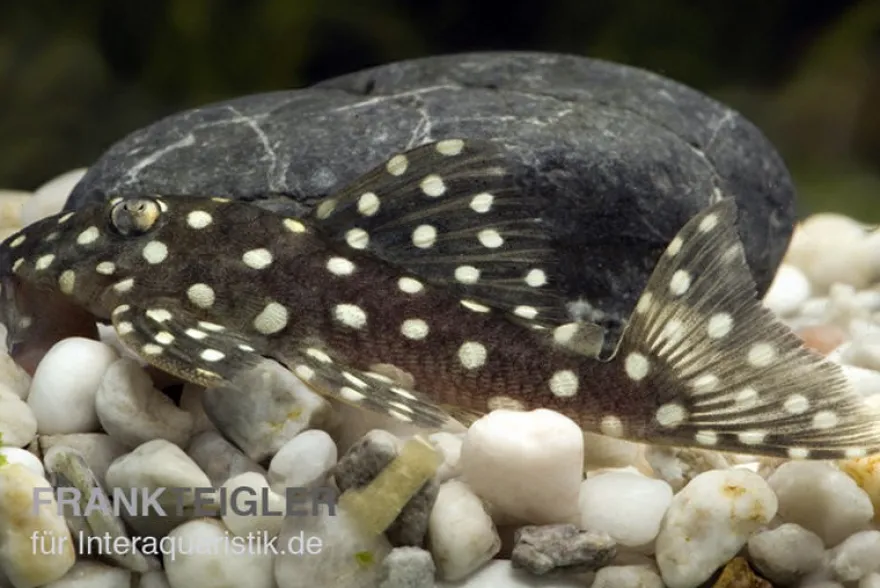Schneeball-Prachtharnischwels, L142 (LDA 33), Baryancistrus spec. Snowflake