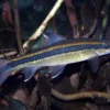 Schönflossen-Algenfresser, Epalzeorhynchus kalopterus