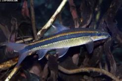 Schönflossen-Algenfresser, Epalzeorhynchus kalopterus