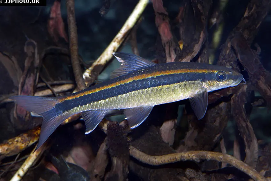 Schönflossen-Algenfresser, Epalzeorhynchus kalopterus