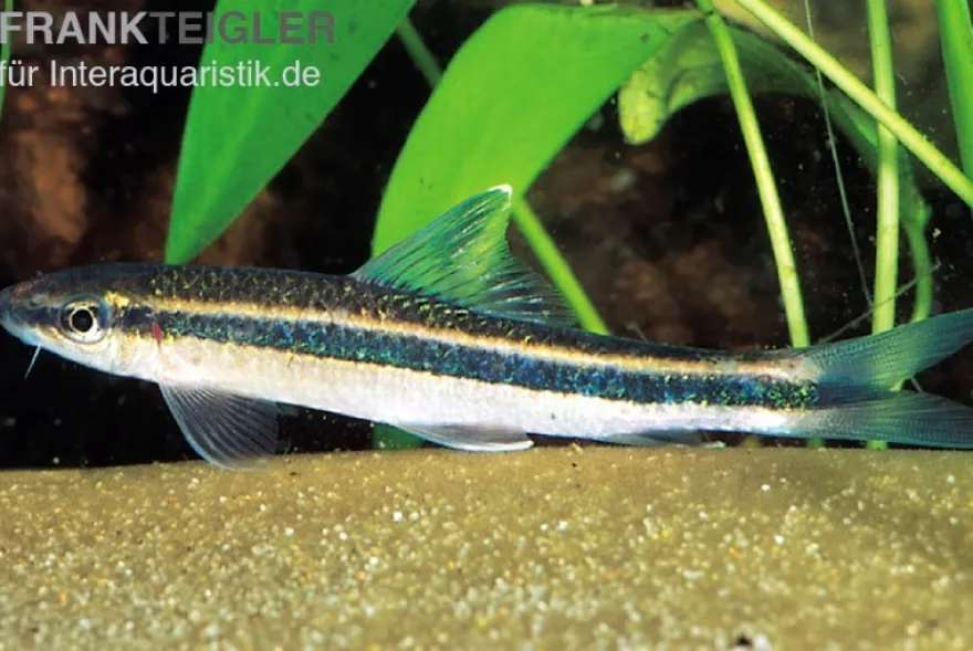 Schönflossen-Algenfresser, Epalzeorhynchus kalopterus