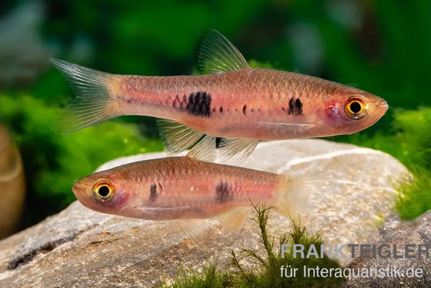 Schönflossenbärbling, Rasbora kalochroma