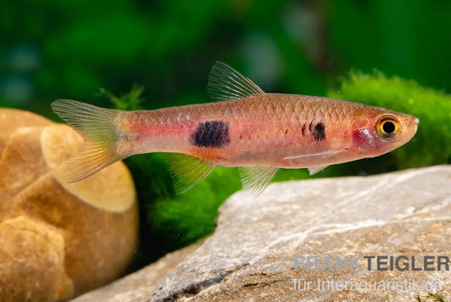 Schönflossenbärbling, Rasbora kalochroma
