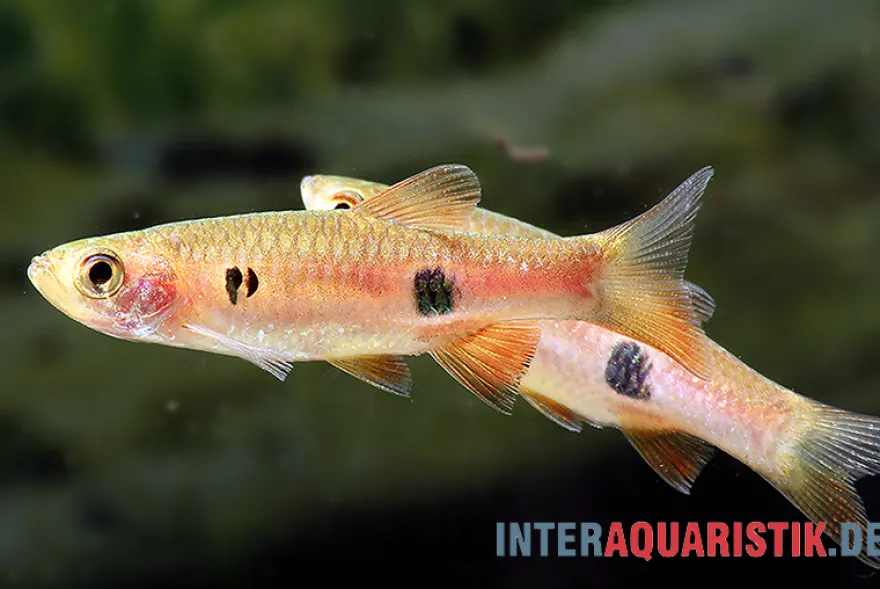 Schönflossenbärbling, Rasbora kalochroma