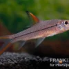 Schönflossen-Flussbarbe, Cyclocheilichthys janthochir