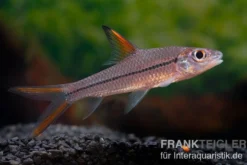 Schönflossen-Flussbarbe, Cyclocheilichthys janthochir