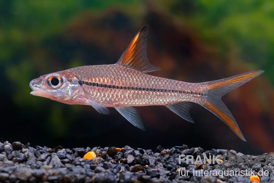 Schönflossen-Flussbarbe, Cyclocheilichthys janthochir