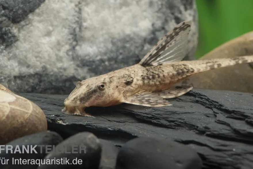 Schokoladenbrauner Hexenwels, Rineloricaria lanceolata, 5-6 cm