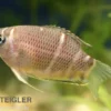 Schokoladengurami, Sphaerichthys osphromenoides