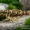 Schokoladen-Zebrawels, L270, Hypancistrus sp.
