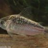Schraffierter Panzerwels, Corydoras elegans Brazil