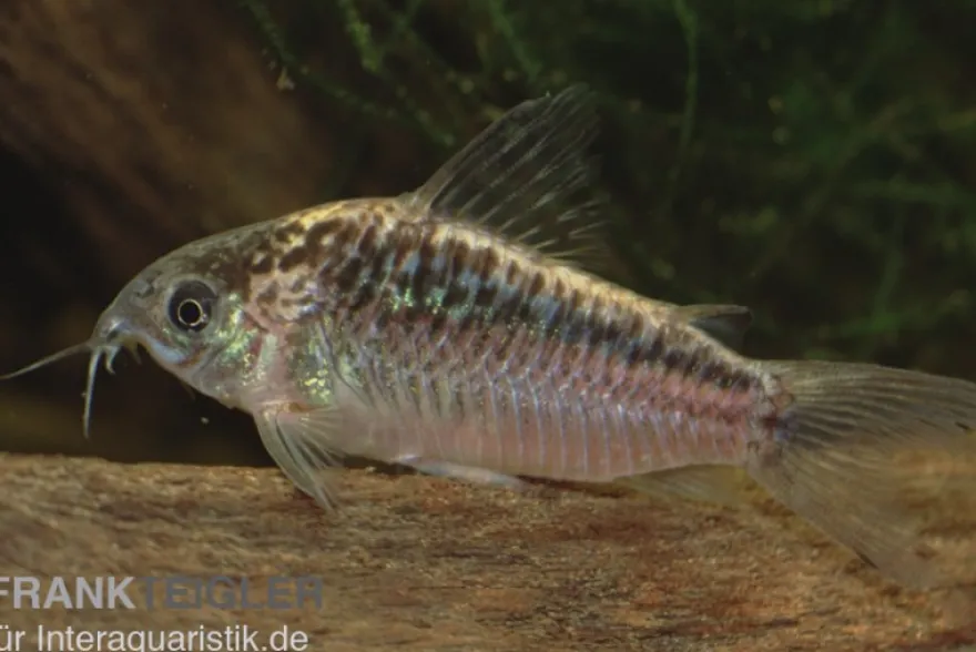 Schraffierter Panzerwels, Corydoras elegans Brazil