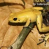 Schrecklicher Pfeilgiftfrosch, Phyllobates terribilis