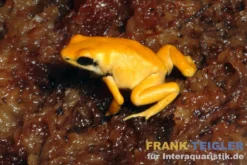 Schrecklicher Pfeilgiftfrosch, Phyllobates terribilis