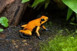 Schrecklicher Pfeilgiftfrosch „Black Föös Tesoros“, Phyllobates terribilis