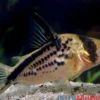 Schrägband-Panzerwels, Corydoras loxozonus