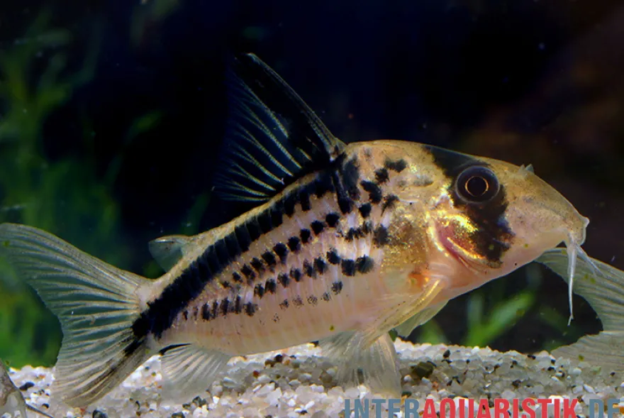 Schrägband-Panzerwels, Corydoras loxozonus