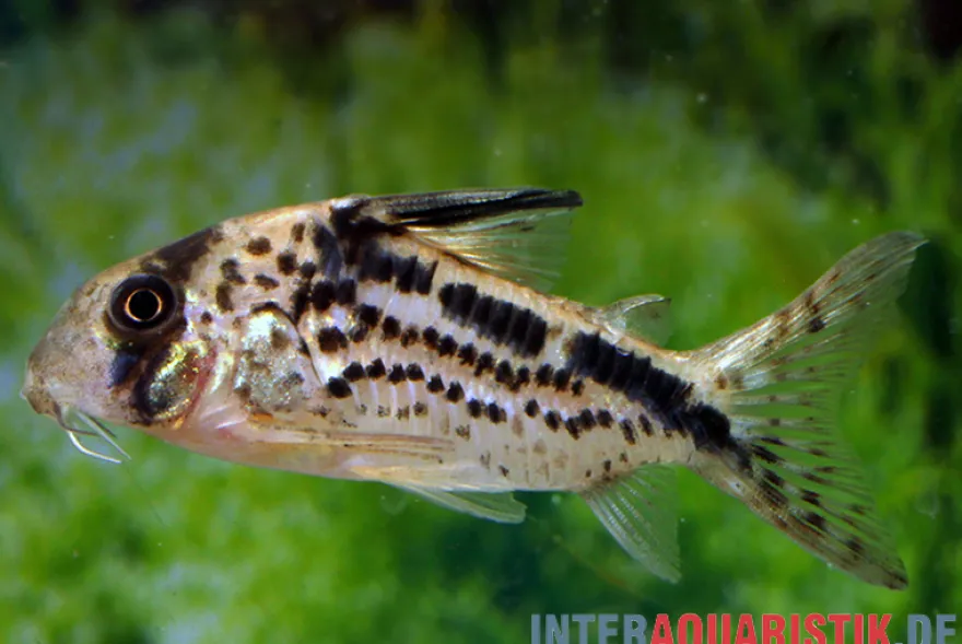 Schrägband-Panzerwels, Corydoras loxozonus