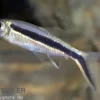 Schrägschwimmer, Thayeria boehlkei