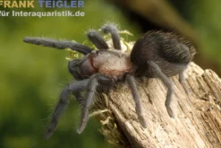 Schroeders Rotfuß-Vogelspinne, Brachypelma schroederi