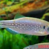 Schulterfleck-Bärbling, Danio dangila XL (D. meghalayensis)