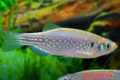 Schulterfleck-Bärbling, Danio dangila XL (D. meghalayensis)