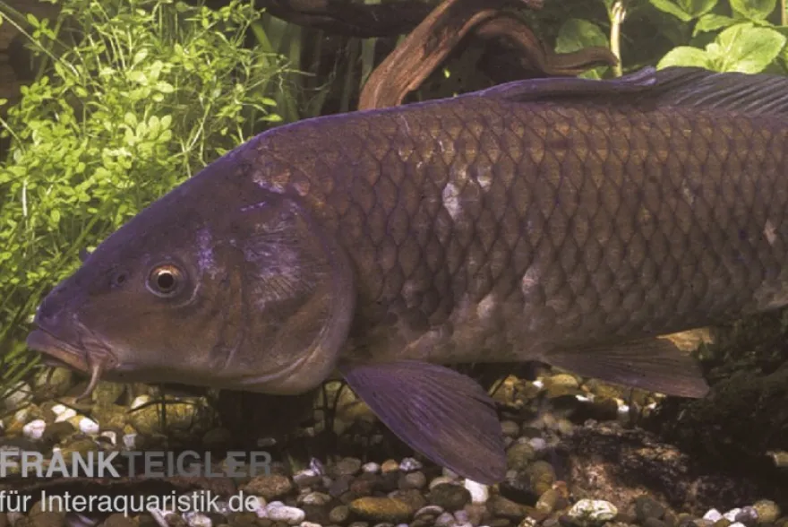 Schuppenkarpfen, Cyprinus carpio, 10-12 cm