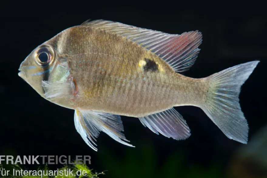 Schwanzstreifenbuntbarsch, Biotodoma cupido, 4-6 cm
