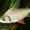 Schwanzstreifen-Salmler, Semaprochilodus taeniurus, 10-12 cm