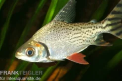 Schwanzstreifen-Salmler, Semaprochilodus taeniurus, 10-12 cm