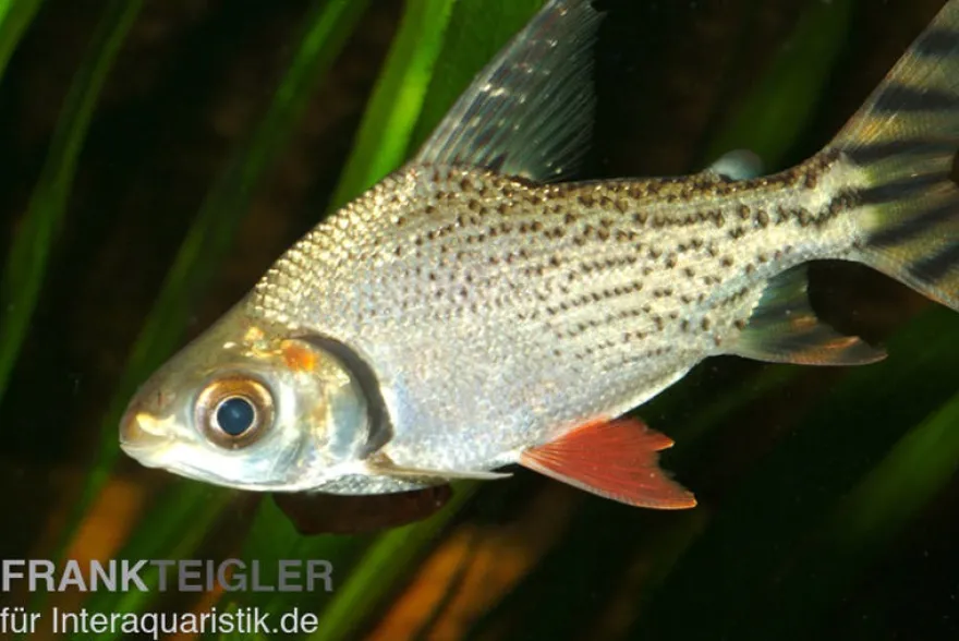 Schwanzstreifen-Salmler, Semaprochilodus taeniurus, 10-12 cm