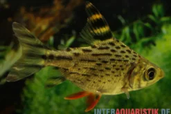 Schwanzstreifen-Salmler, Semaprochilodus taeniurus, 10-12 cm