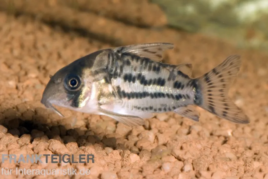 Schwartz Bänderpanzerwels, Corydoras schwartzii