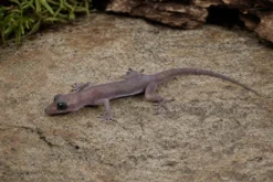 Schwarzaugen-Bogenfingergecko, Cyrtodactylus nigriocularis