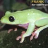 Schwarzaugenlaubfrosch, Agalychnis moreletii