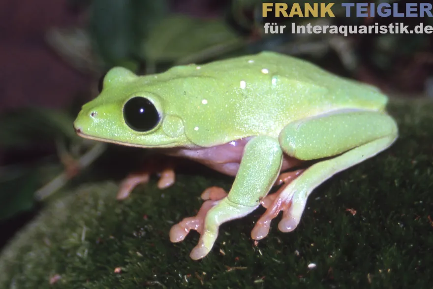Schwarzaugenlaubfrosch, Agalychnis moreletii