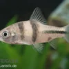 Schwarzbandbarbe, Barbus lateristriga, 5-7 cm