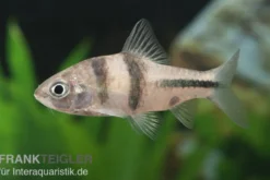 Schwarzbandbarbe, Barbus lateristriga, 5-7 cm