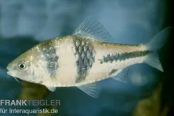 Schwarzbandbarbe, Barbus lateristriga, 5-7 cm