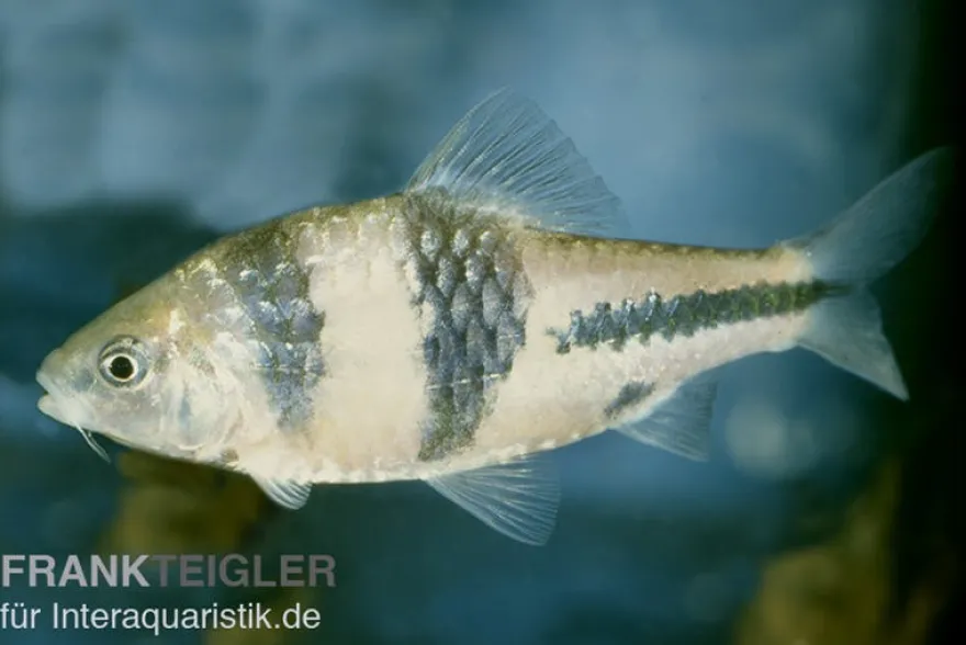 Schwarzbandbarbe, Barbus lateristriga, 5-7 cm