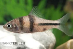 Schwarzbandbarbe, Barbus lateristriga, 5-7 cm