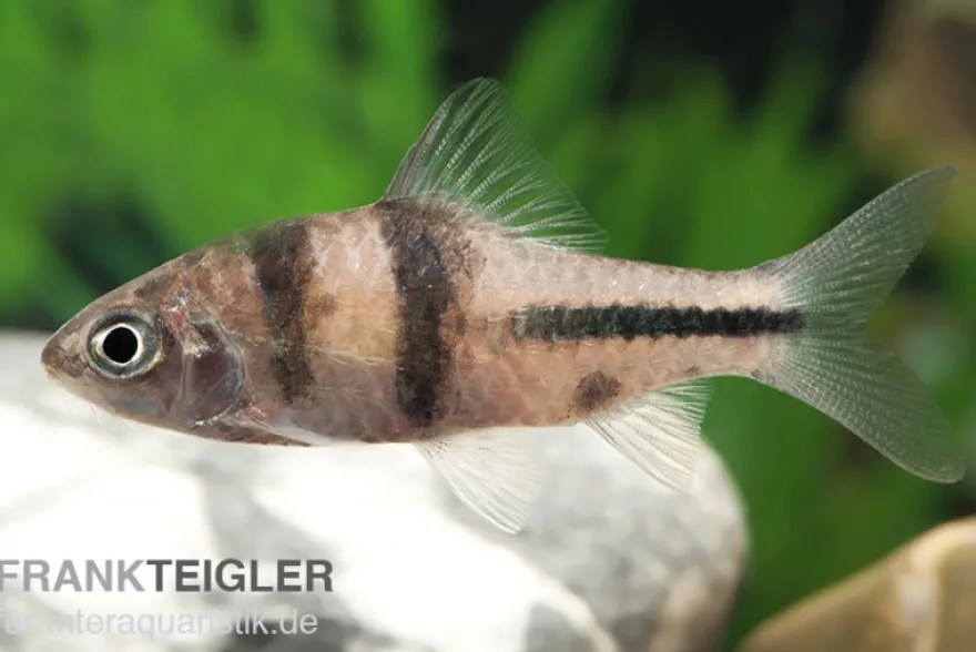 Schwarzbandbarbe, Barbus lateristriga, 5-7 cm