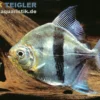 Schwarzband-Mühlsteinsalmler, Myleus schomburgkii (Variante 1) BREITER Streifen, 3-5 cm