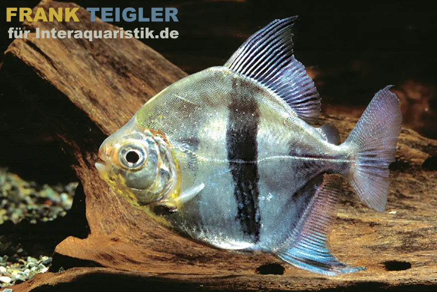 Schwarzband-Mühlsteinsalmler, Myleus schomburgkii (Variante 1) BREITER Streifen, 3-5 cm