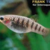 Schwarzbindenkärpfling, Limia nigrofasciata
