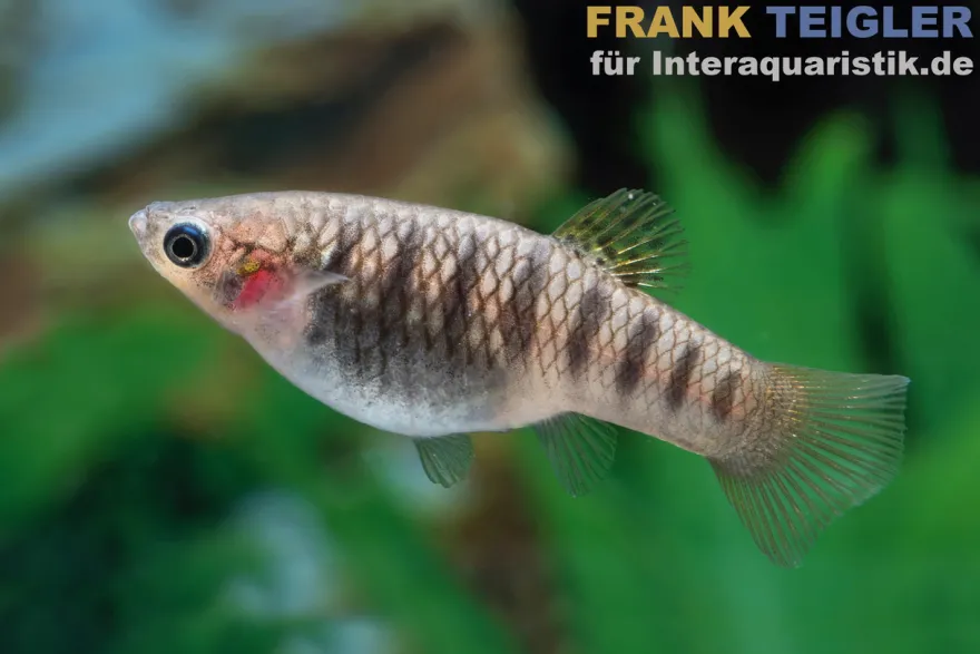 Schwarzbindenkärpfling, Limia nigrofasciata