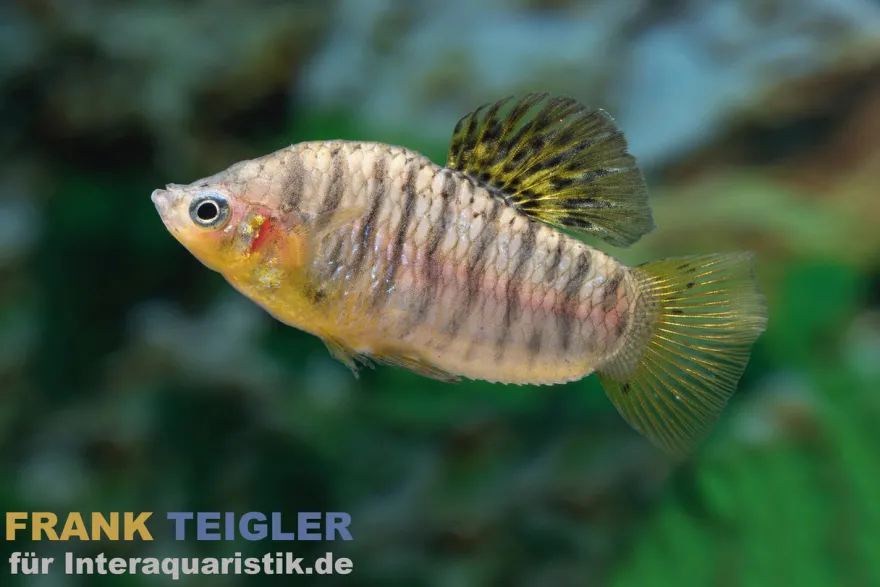 Schwarzbindenkärpfling, Limia nigrofasciata
