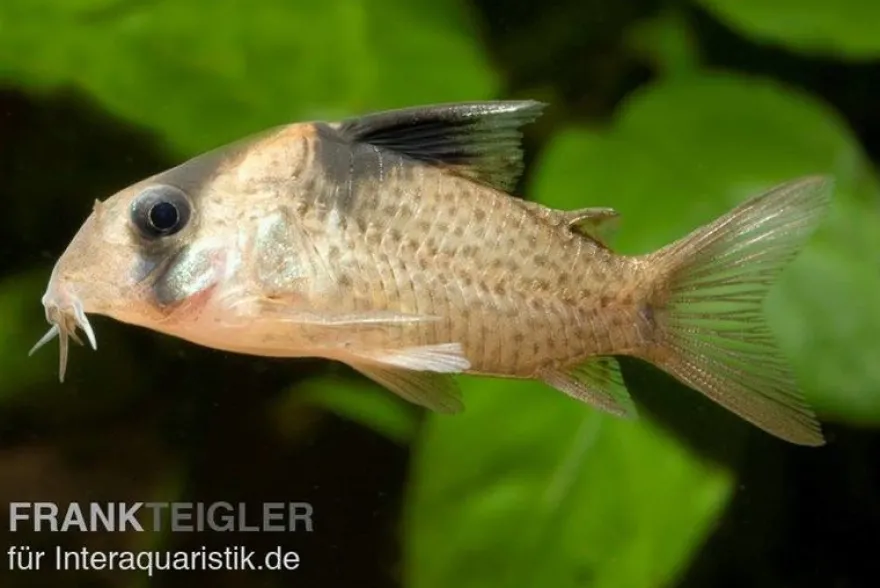 Schwarzbinden-Panzerwels, Corydoras melanistius / Corydoras wotroi